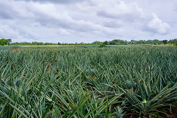 pineapple cultivation