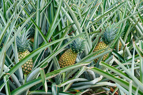 pineapple cultivation