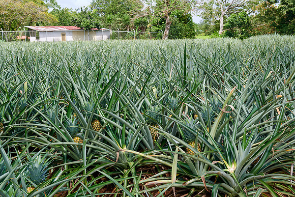 pineapple cultivation