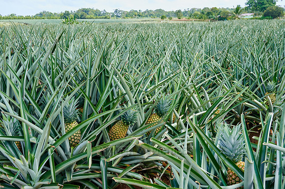 pineapple cultivation