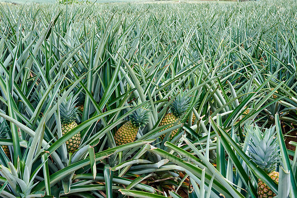 pineapple cultivation