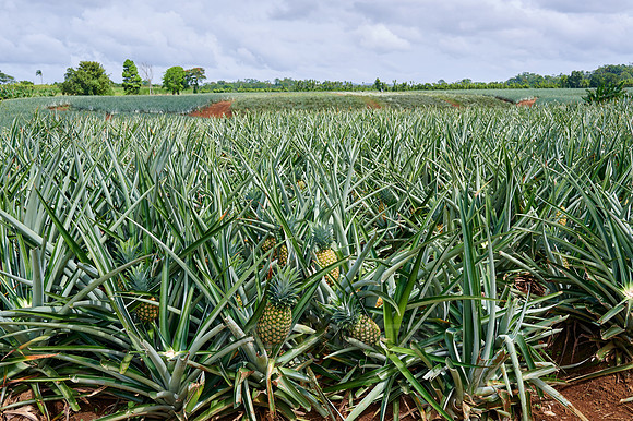 pineapple cultivation