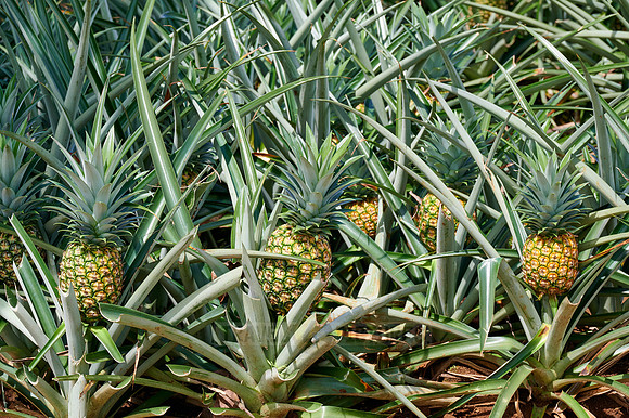 pineapple cultivation