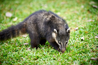 coati, Nasua nasua