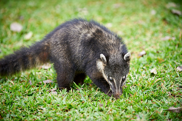 coati, Nasua nasua