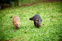 coati, Nasua nasua