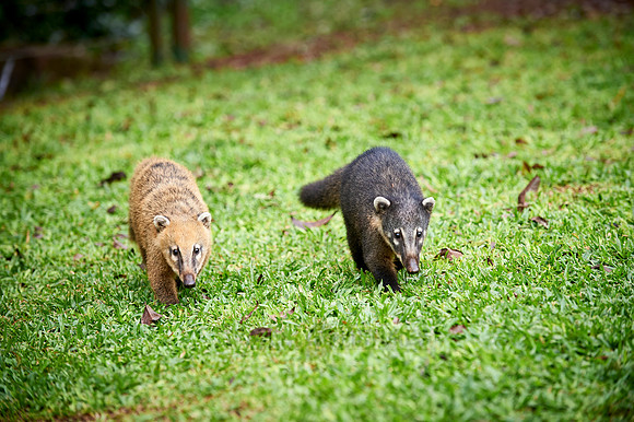 coati, Nasua nasua