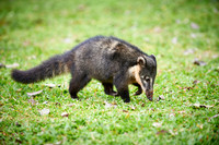 coati, Nasua nasua
