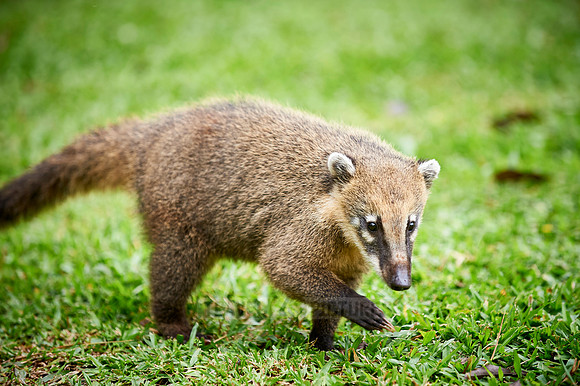 coati, Nasua nasua
