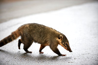 coati, Nasua nasua