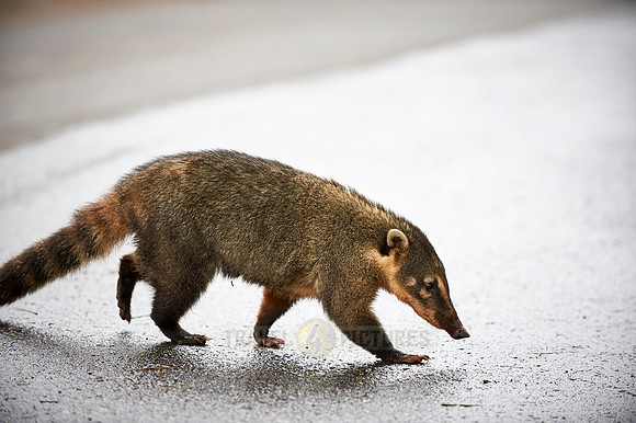 coati, Nasua nasua