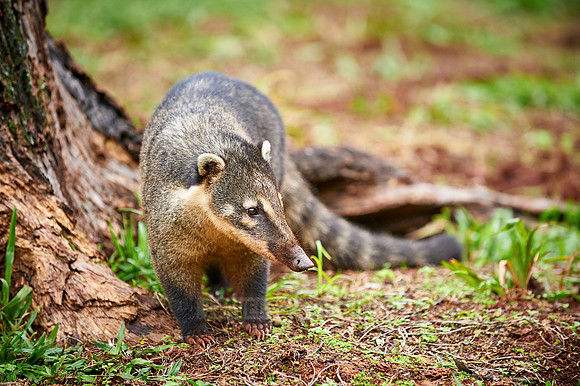 coati, Nasua nasua