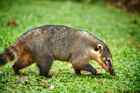coati, Nasua nasua