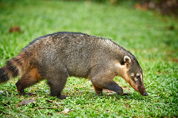 coati, Nasua nasua