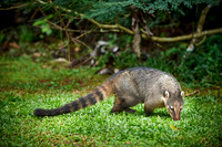 coati, Nasua nasua