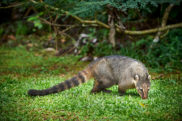 coati, Nasua nasua