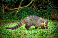 coati, Nasua nasua