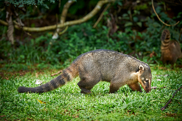 coati, Nasua nasua