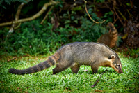 coati, Nasua nasua