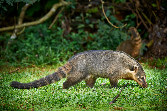 coati, Nasua nasua