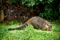 coati, Nasua nasua