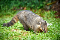 coati, Nasua nasua