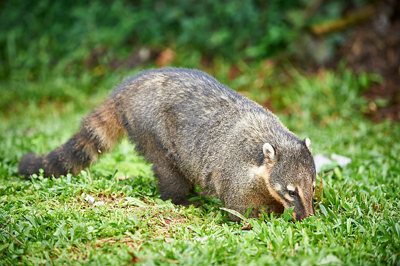 coati, Nasua nasua