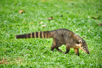 coati, Nasua nasua