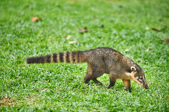 coati, Nasua nasua