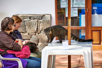 coati, Nasua nasua