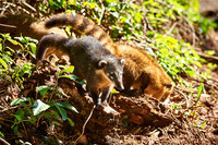coati, Nasua nasua