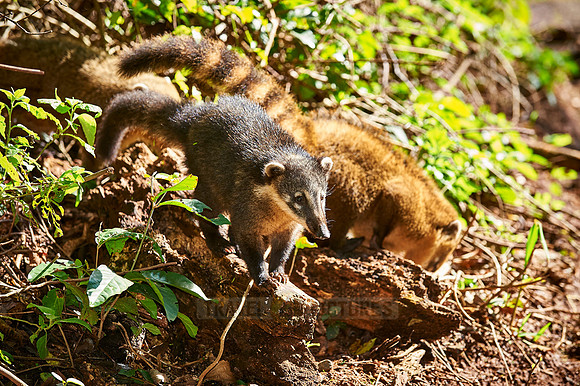 coati, Nasua nasua