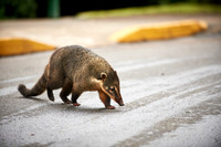 coati, Nasua nasua