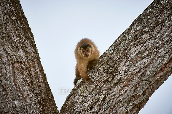 Tufted Capuchin