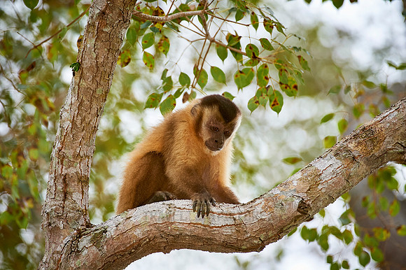 Tufted Capuchin