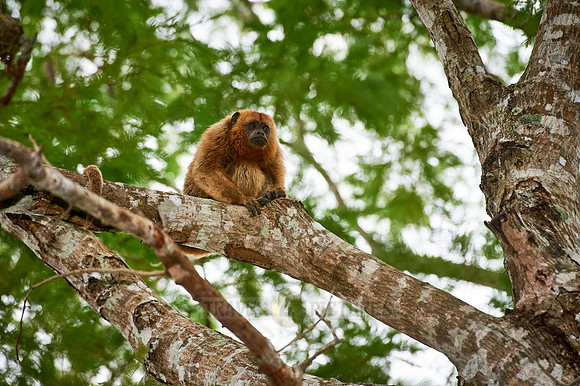 Black Howler Monkey, Alouatta caraya