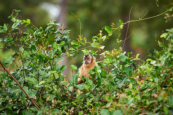 Tufted Capuchin