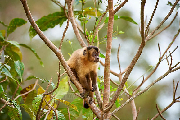 Tufted Capuchin