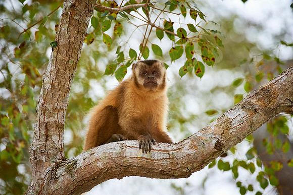 Tufted Capuchin