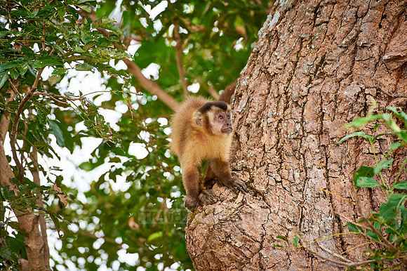 Tufted Capuchin