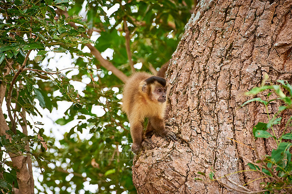 Tufted Capuchin