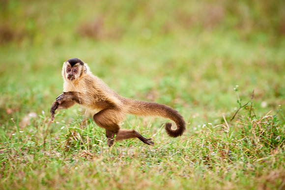 Tufted Capuchin