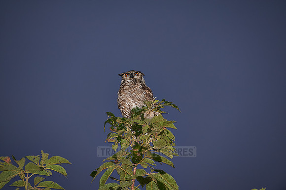 Great horned Owl, bubo virginianus