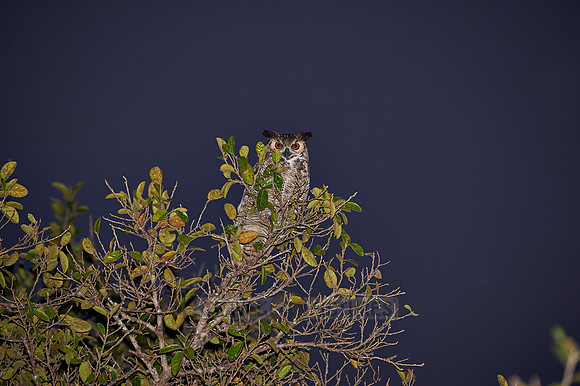 Great horned Owl, bubo virginianus