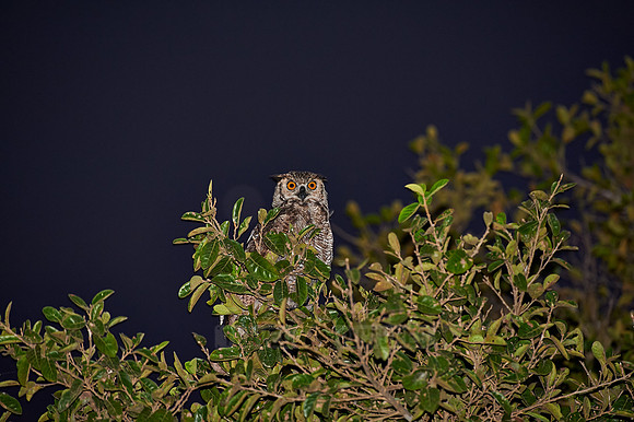 Great horned Owl, bubo virginianus