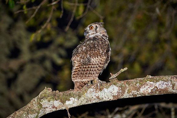 Great horned Owl, bubo virginianus