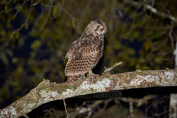 Great horned Owl, bubo virginianus