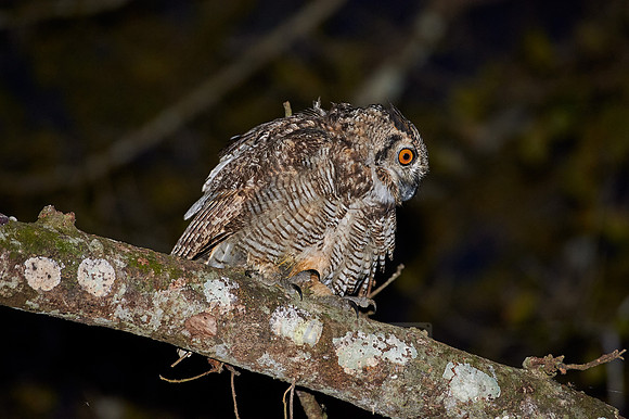 Great horned Owl, bubo virginianus