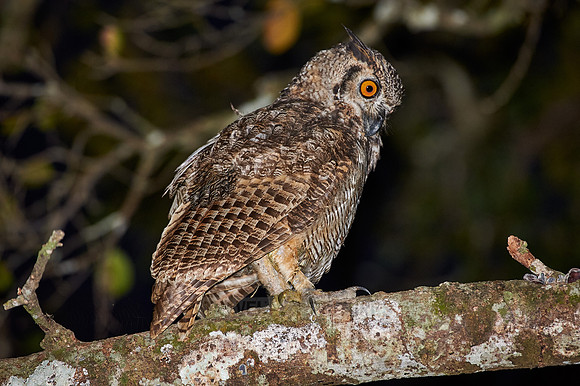 Great horned Owl, bubo virginianus