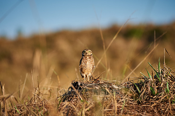 Burrowing Owl